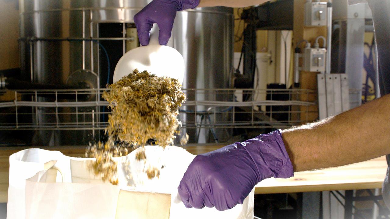 Das Bild zeigt eine Nahaufnahme von einem Arbeitsprozess in einer Produktionsstätte. Ein Arm, der mit einem lila Einweghandschuh bekleidet ist, hält einen weißen Messbecher, aus dem eine pflanzliche Mischung in eine offene, weiße Einkaufstasche geschüttet wird. Die Mischung besteht aus kleinen, getrockneten Pflanzenteilen, die in der Luft schweben. Im Hintergrund sind Teile der Produktionsanlage sichtbar, einschließlich metallener Maschinen und Rohrleitungen, die auf einen industriellen Kontext hinweisen. Das Licht ist hell und beleuchtet die Szene, wodurch Details der Pflanzenmaterialien hervorgehoben werden.