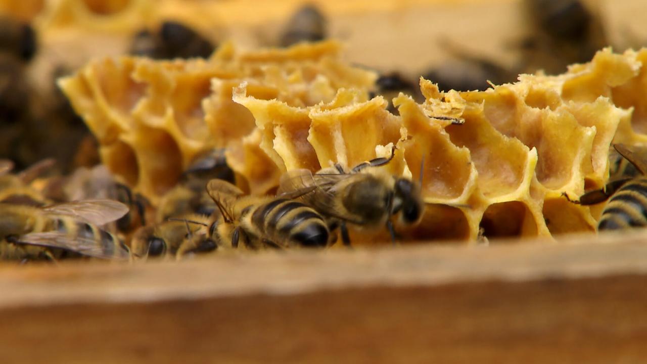 Das Bild zeigt eine Nahaufnahme eines Bienenstocks. Der Fokus liegt auf mehreren Honigwaben, die aus gelbem Wachs bestehen. Einige Bienen sind auf und um die Waben verteilt. Die Waben sind teilweise ausgefüllt, und die Struktur ist grob und wabenartig, was für die Lagerung von Honig und die Aufzucht von Bienenlarven wichtig ist. Im Hintergrund sind weitere Bienen zu erkennen, die sich ebenfalls in der Nähe der Waben befinden. Das Bild vermittelt eine lebendige und geschäftige Atmosphäre, die das Leben im Bienenstock widerspiegelt.