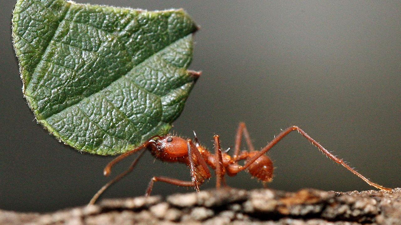 Standbild: Echte Gewohnheitstiere