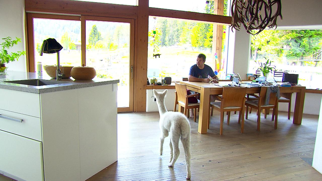Manchmal verirrt sich ein Alpaka ins Wohnzimmer. 