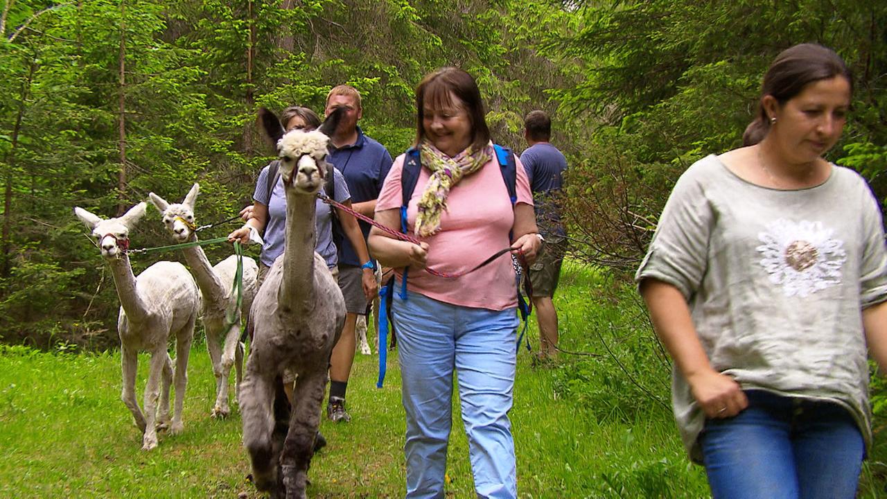  Wandern mit Alpakas.