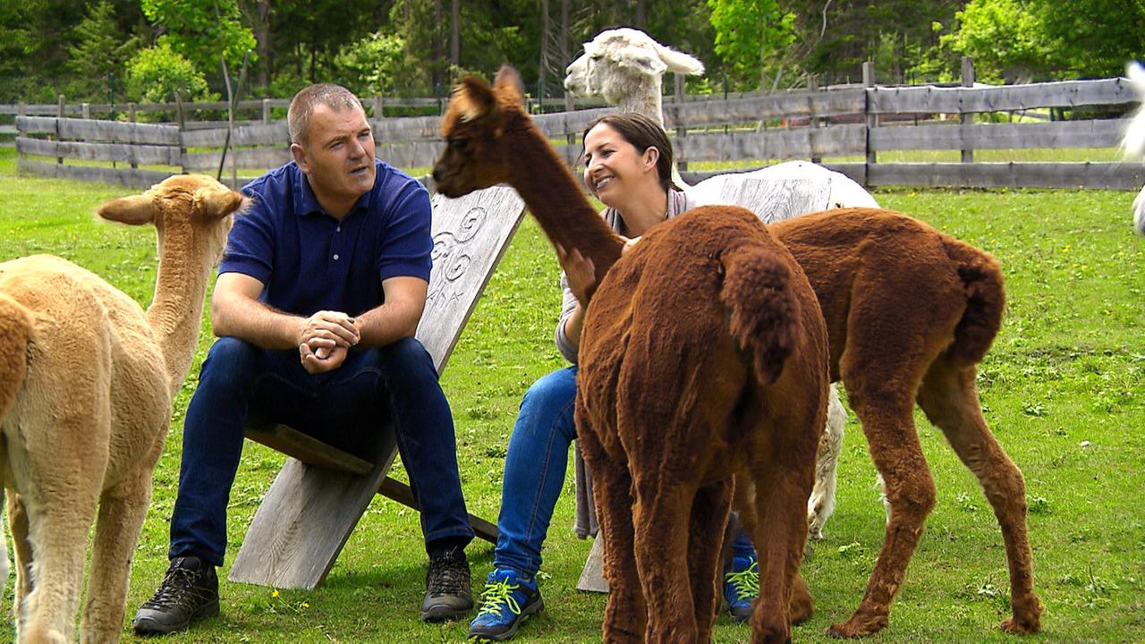 Florian und Nadin Haslwanter-Egger inmitten ihrer Alpakas 