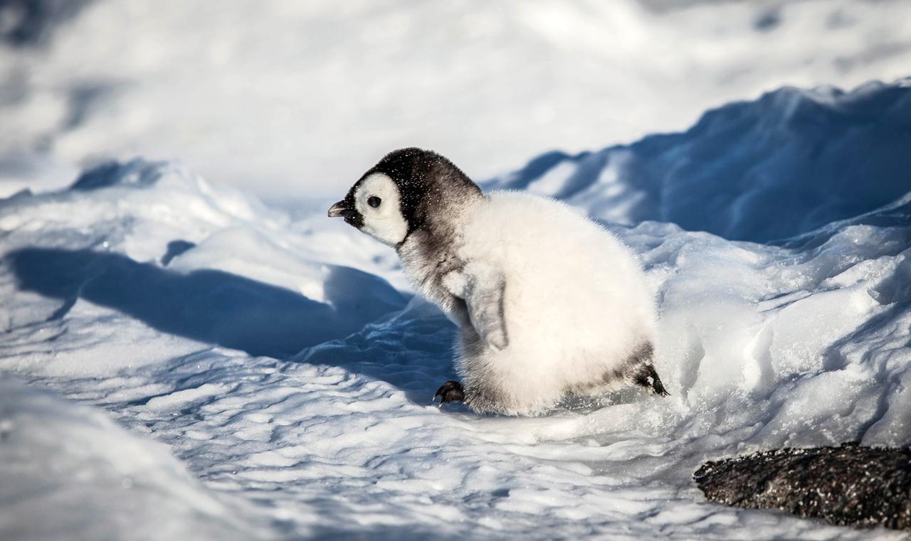 Pinguinküken huschen über den Schnee. 
