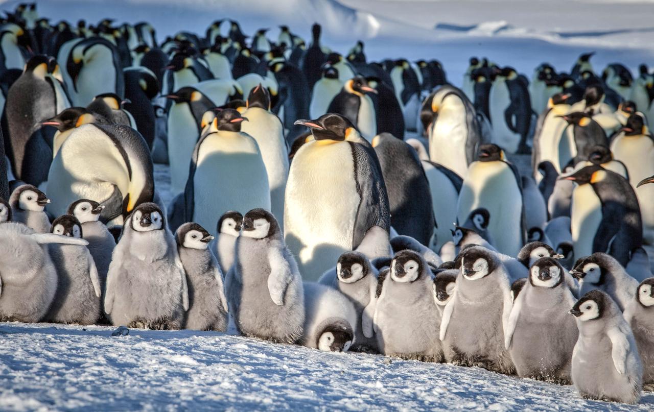 Pinguinküken im Hintergrund die Eltern