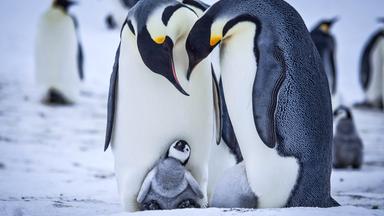 Pinguinküken suchen die Wärme der Eltern