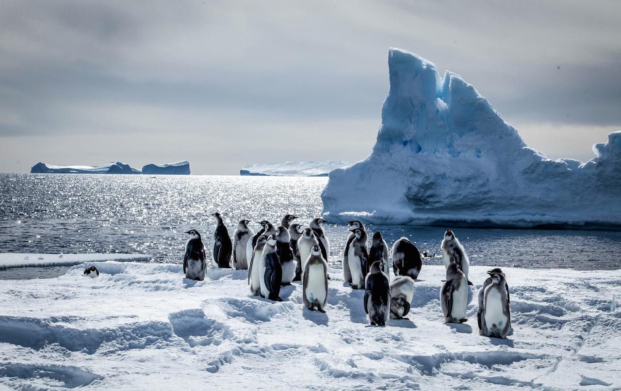 Gruppe von jungen Kaiserpinguinen
