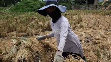 Indonesian farmers suffer losses amidst effects of El Nino