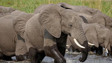 Elefanten durchqueren einen Fluss