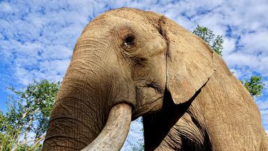 Nahaufnahme von einem Elefanten-Kopf