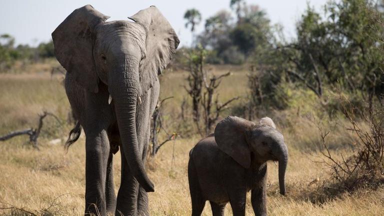 Elefantenmutter mit Baby
