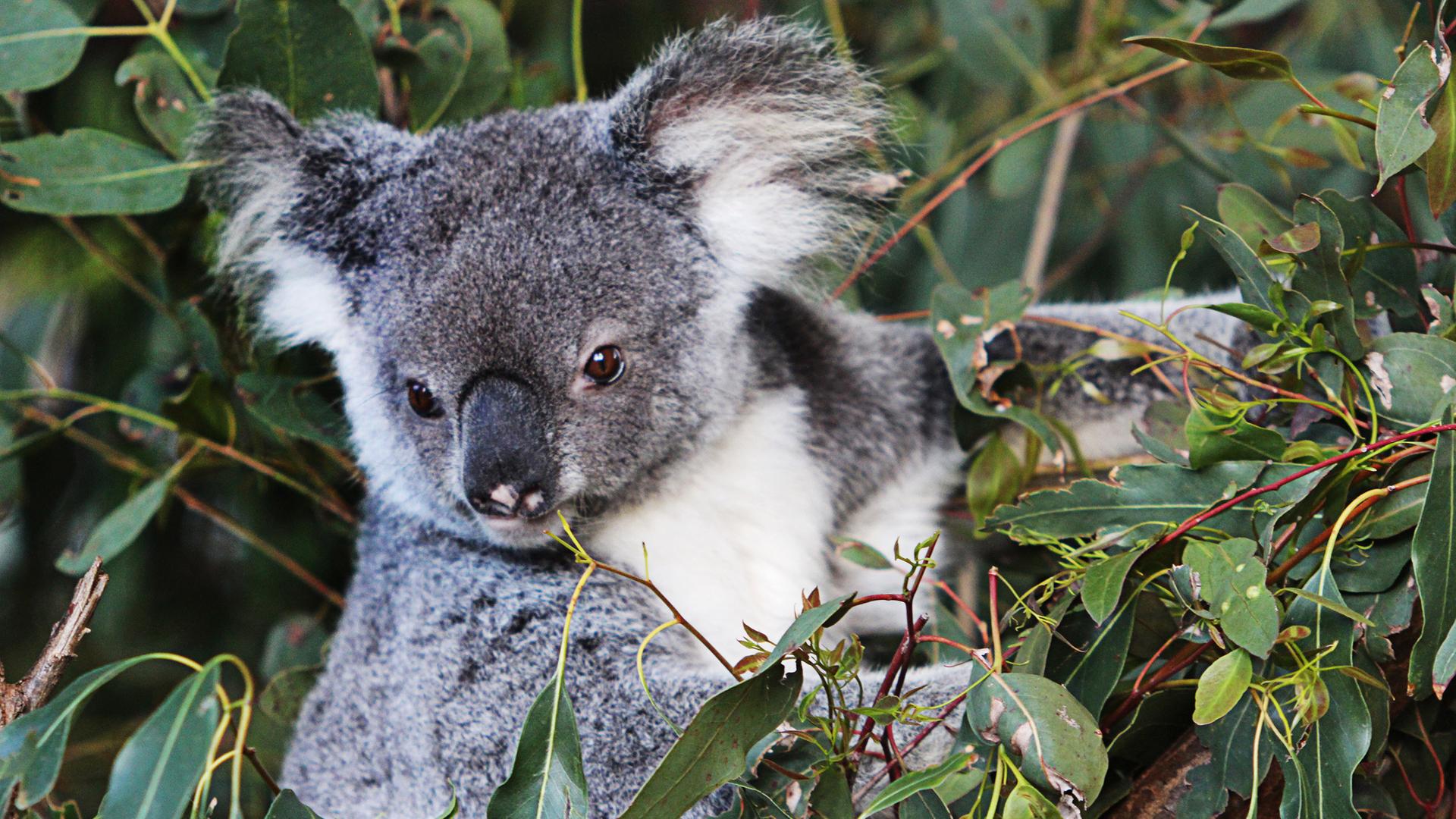 Ein Queensland-Koala