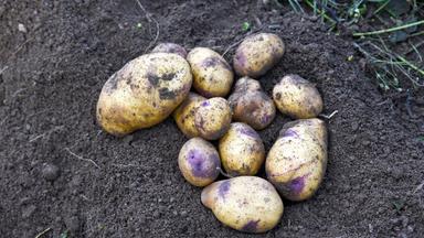 Auf dem Bild sind mehrere Kartoffeln, die teilweise im Boden liegen. Einige der Knollen sind gelb mit lila Flecken, andere sind rundlich und klein. Der Boden um die Kartoffeln ist braun und trocken.