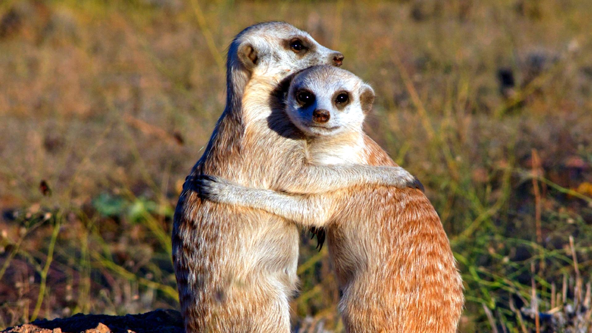 Zwei Erdmännchen umarmen sich
