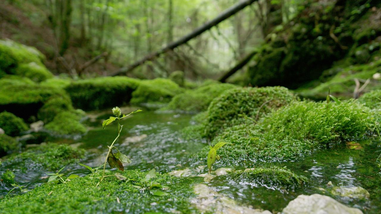 Das Bild zeigt eine naturnahe Landschaft im Erlauftal. Im Vordergrund sind grüne, weiche Moosflächen sichtbar, die den Boden bedecken. Zwischen diesen Moosflächen fließt ein kleiner, klarer Fluss, der sanft über Steine gluckst. Es sind auch einige Pflanzen zu sehen, darunter eine kleine, aufrechte Pflanze mit frischen grünen Blättern.   Im Hintergrund erkennt man einen dichten, bewaldeten Bereich mit hohen Bäumen, die in verschiedenen Grüntönen leuchten. Einige Äste sind quer über das Bild gelegt, und die Lichtverhältnisse sind sanft und beruhigend, was eine friedliche und idyllische Atmosphäre vermittelt.   Diese Komposition spiegelt die alpine Ursprünglichkeit und die natürliche Schönheit des Mostviertels wider, wie sie in der Dokumentation "Zwischen Fels und Fluss" thematisiert wird.
