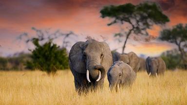 Elefantenherde in einem afrikanischen Nationalpark