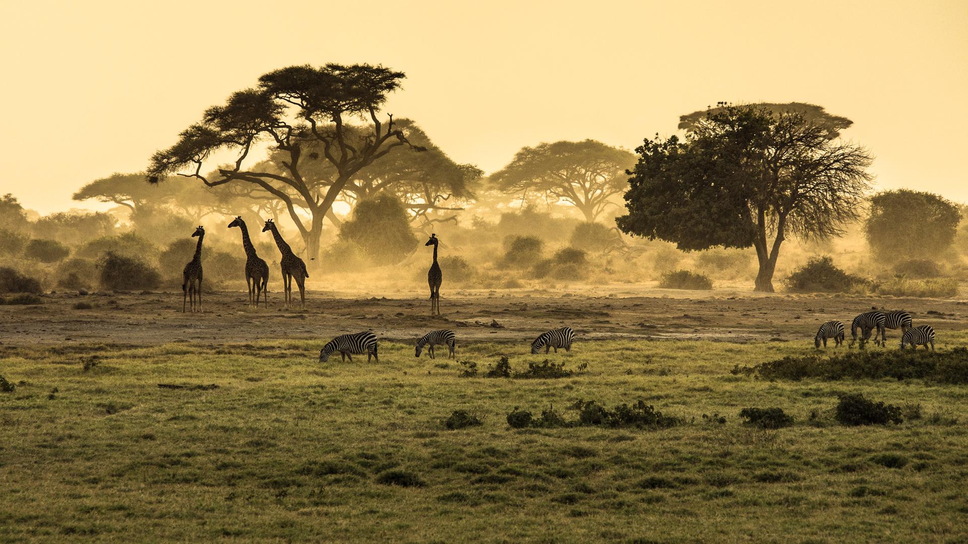 Giraffen und Zebras in einer Savanne.