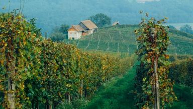 Ein Feld mit Weinreben.