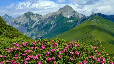 Rosarote Blüten an einem Strauch, im Hintergrund Bergpanorama