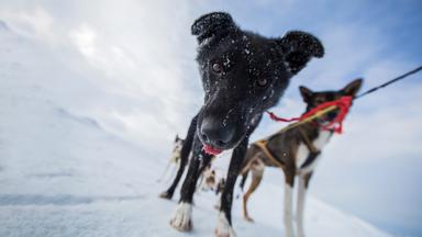 Nahaufnahme eines jungen Huskys im Schlittenhundegeschirr und Schnee.