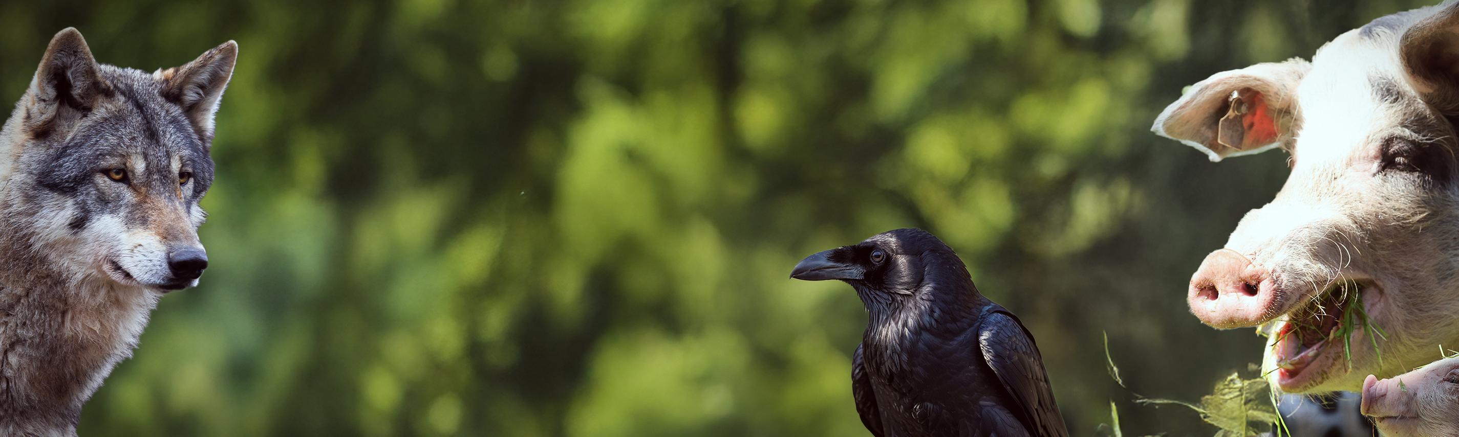 Fabelhafte Artgenossen Hintergrund
