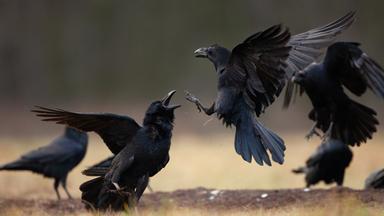 Eine Gruppe von Raben, die miteinander interagieren, mit zwei besonders aktiven Raben im Vordergrund.