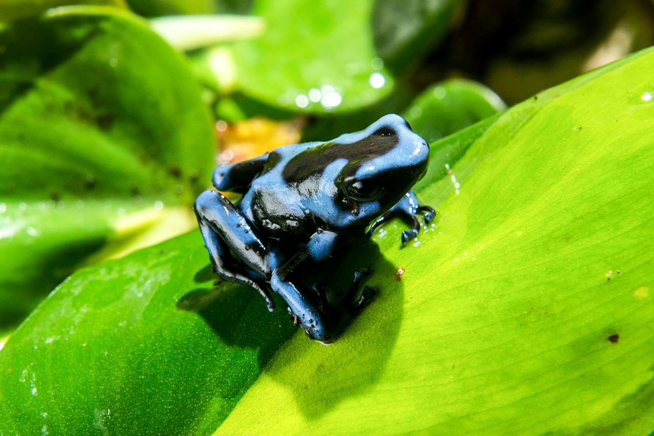 Blauer Gift-Pfeil-Frosch