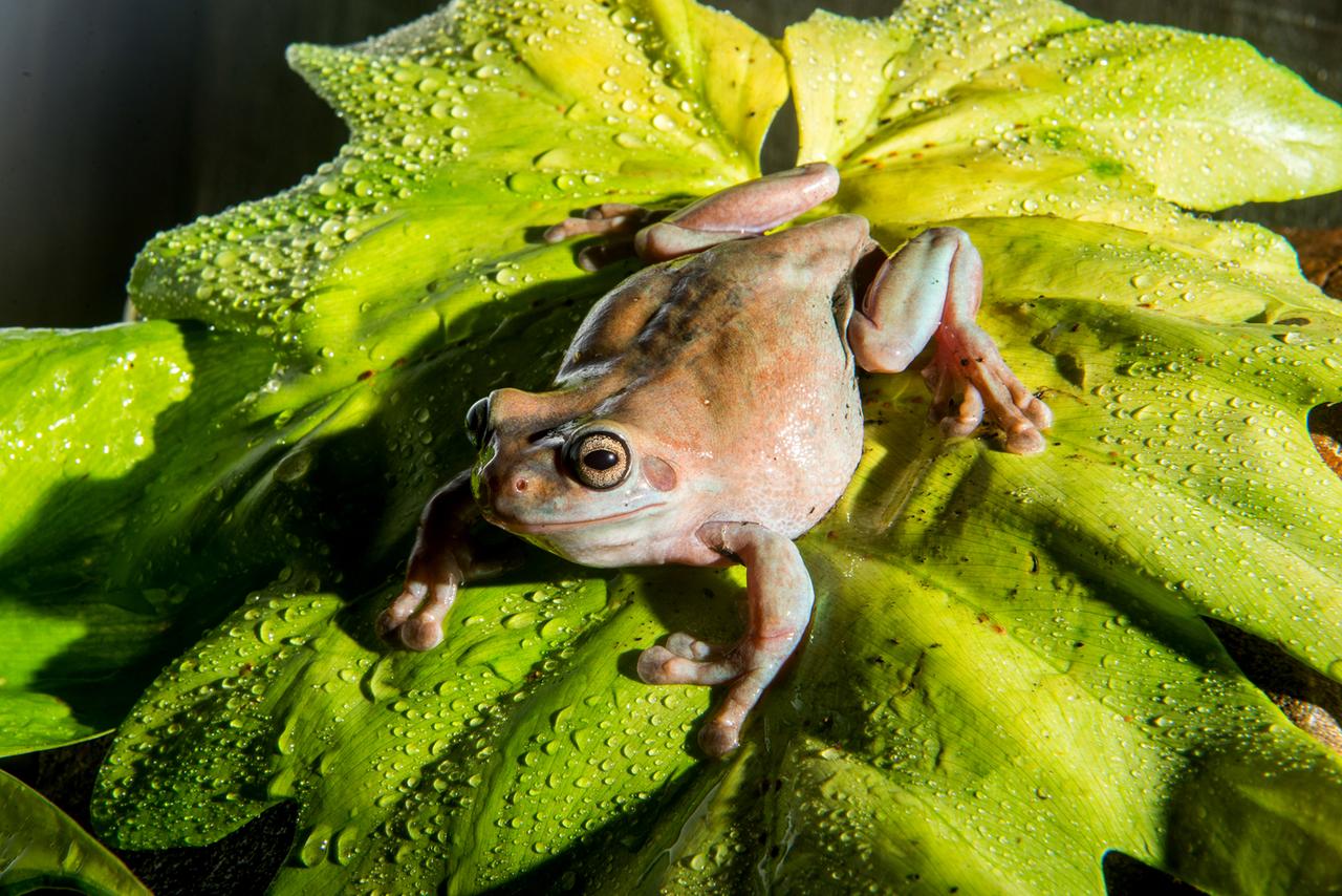 Baumfrosch auf einem Blatt