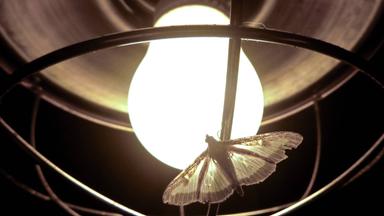 Falter im Dunkeln an heller Glühbirne