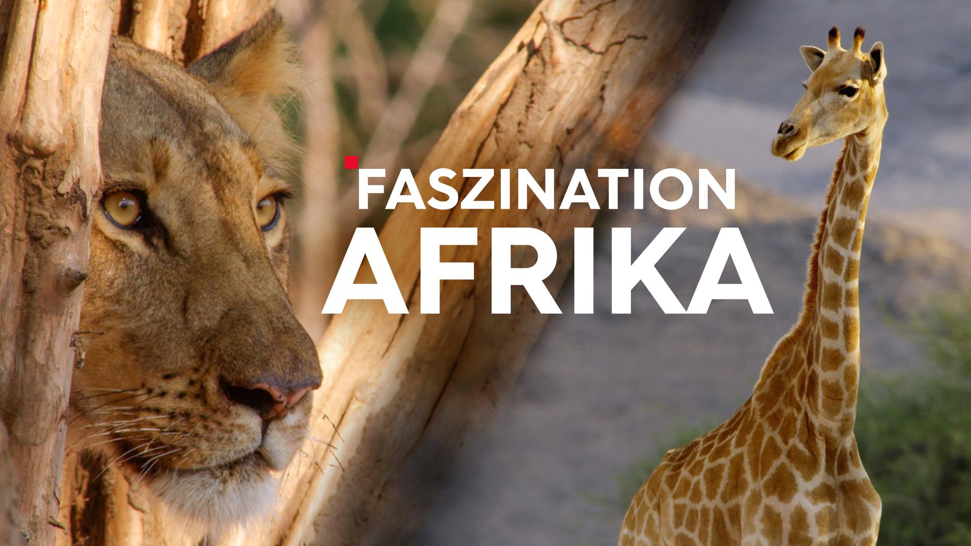 Teaser Faszination Afrika