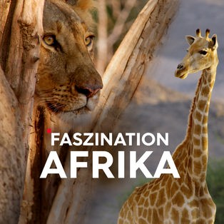 Teaser Faszination Afrika