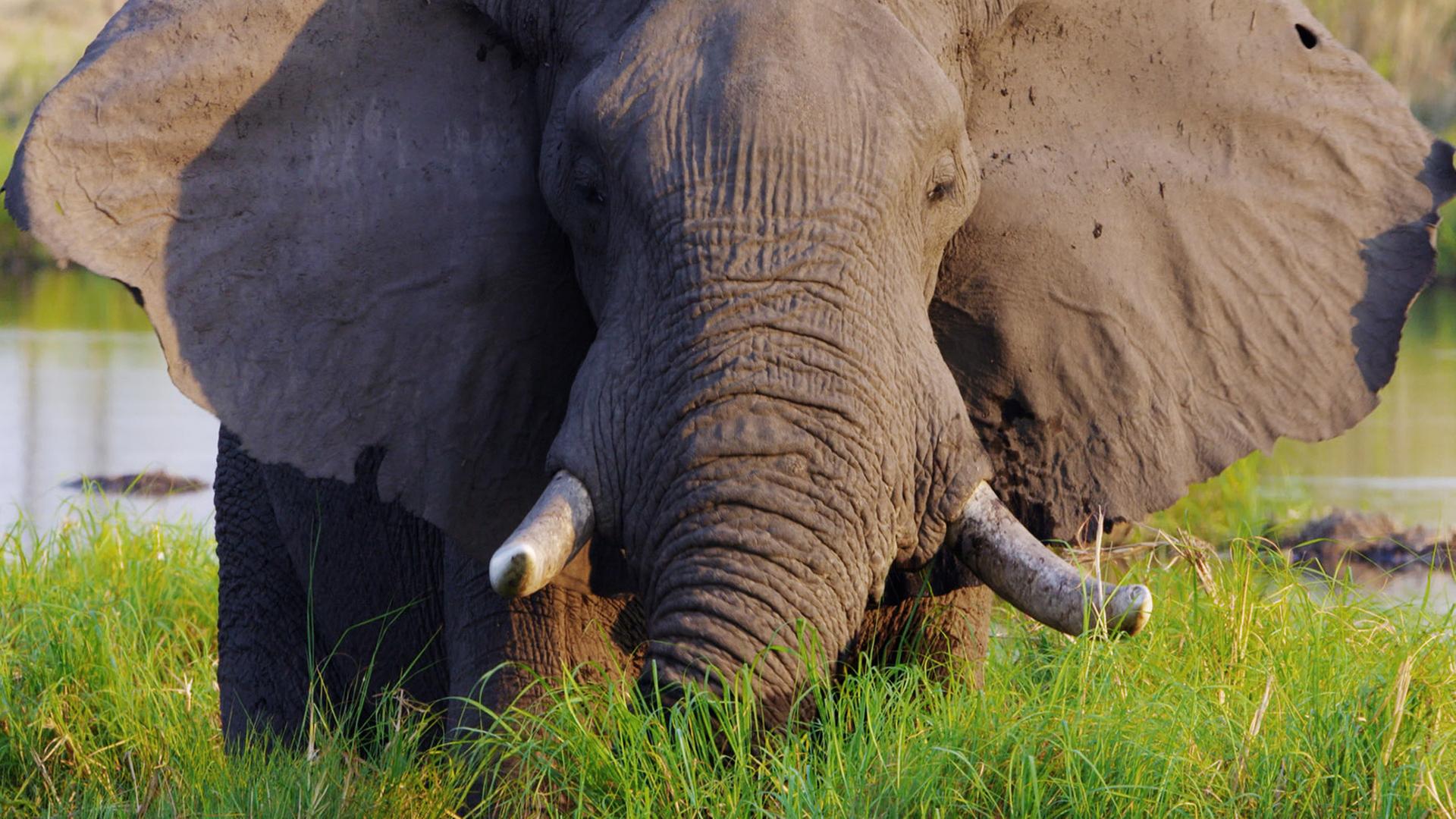 "Faszination Afrika (1/5) - Tiere im Okawango Delta": Ein Elefant bei der Nahrung.