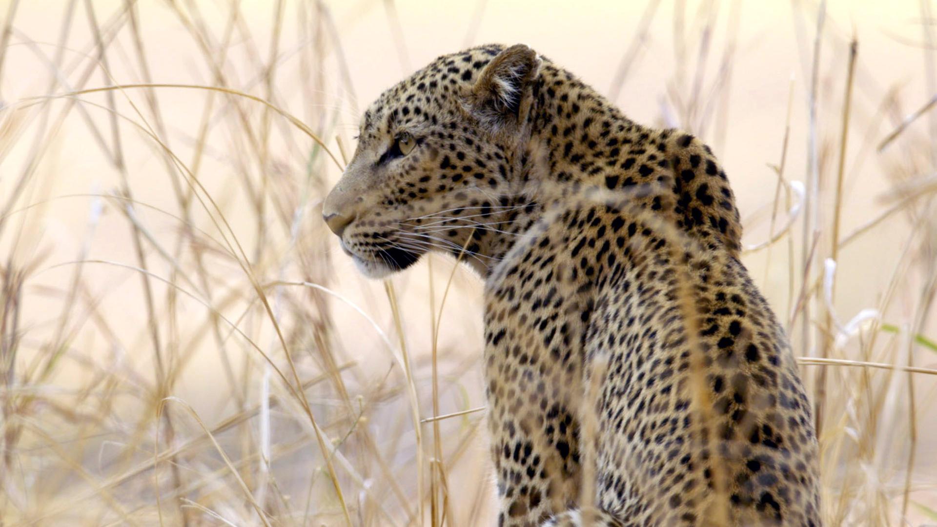 "Faszination Afrika (2/5) - Tiere im Mala Mala-Reservat": Ein sitzender Leopard.