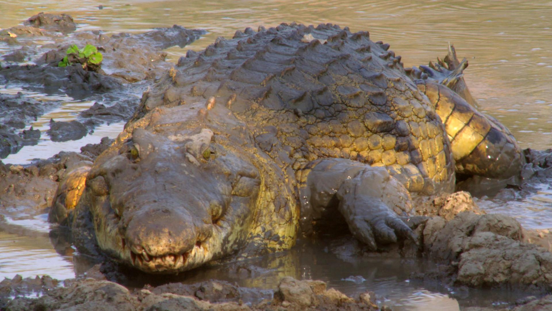 "Faszination Afrika (4/5) - Tiere im Luangwa-Tal": Krokodil liegt im Schlamm.