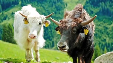 Ein weißes und ein schwarzes Rind auf einer Bergwiese.