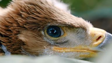 Nahaufnahme eines jungen Adlers.