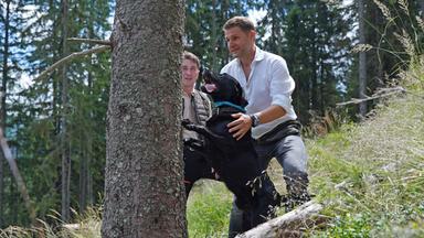 Zwei Männer und ein Hund, der einen Baumstamm hinaufspringt.