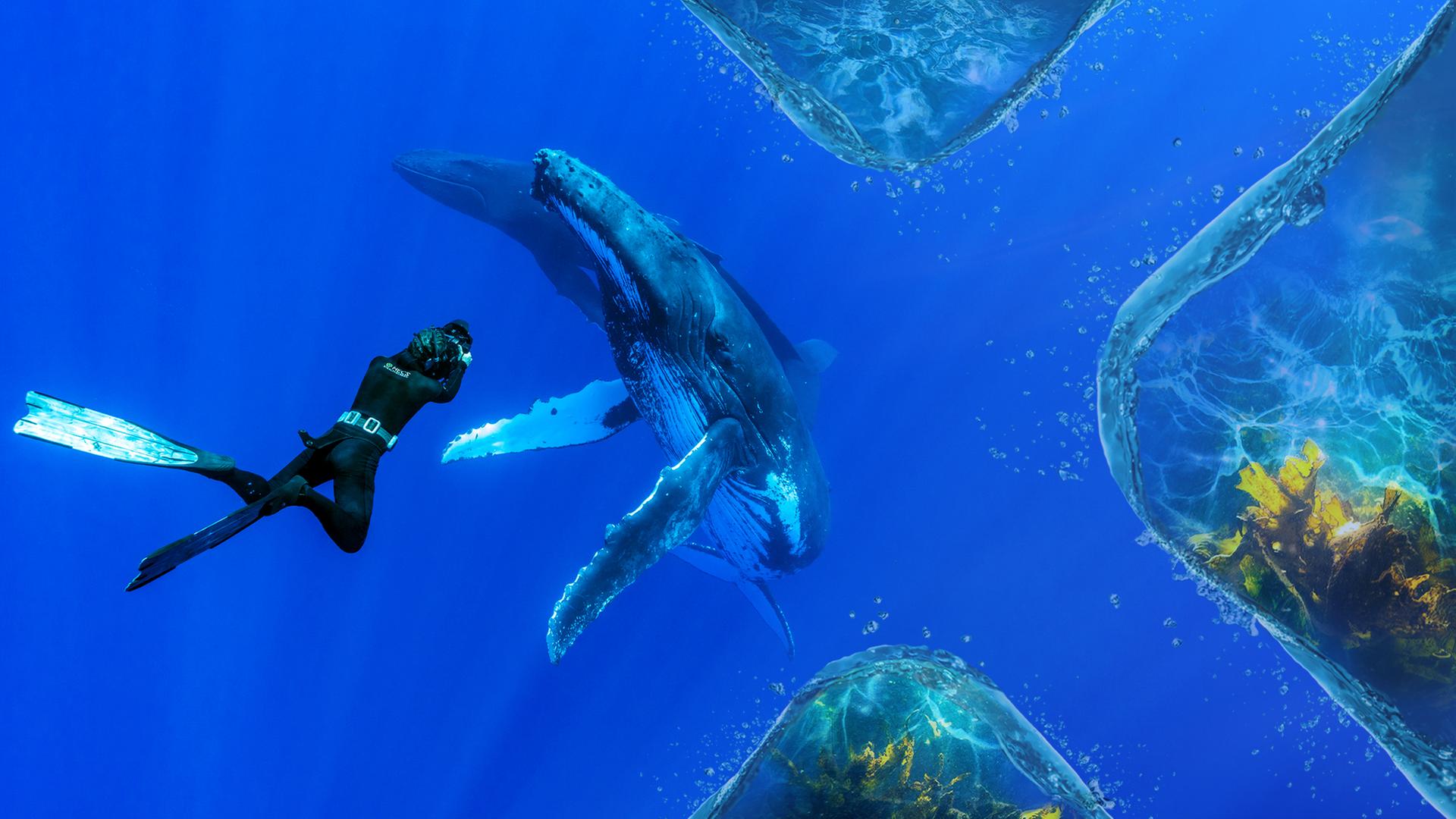 Uli Kunz taucht mit Buckelwalen