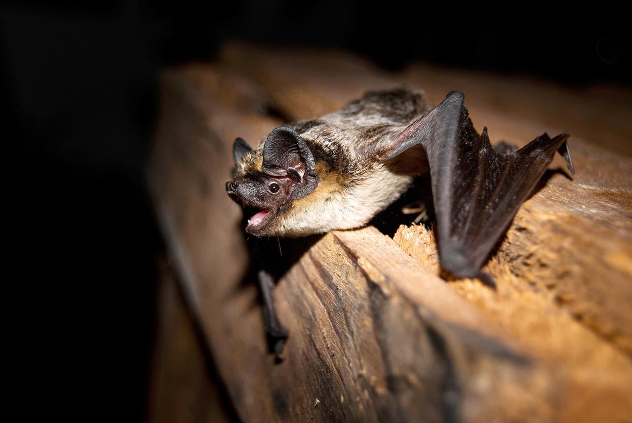 Zweifarbfledermaus  
