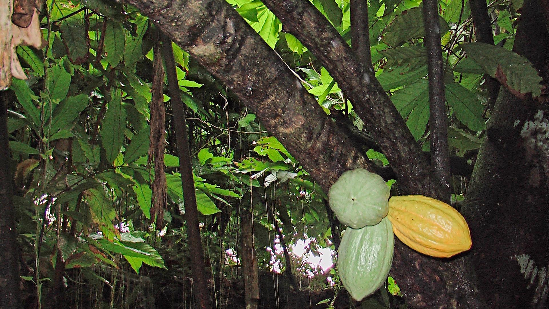 Eine Kakaopflanze auf Martinique