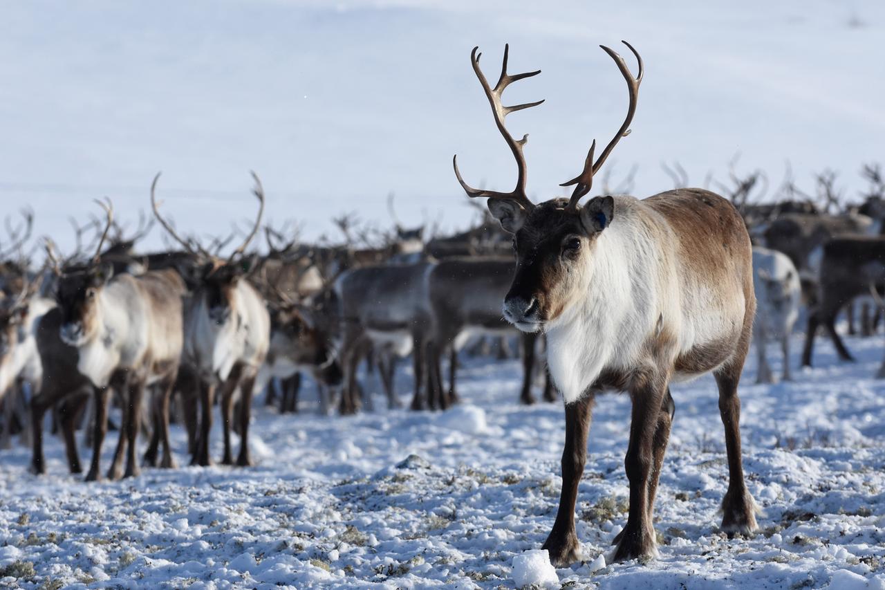 Ein einsames Rentier, das vor dem Rest der Herde wandert (Norwegen).
