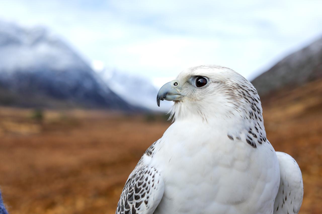 Gerfalke (Gyrfalcon) in der schneebedeckten Landschaft des Naturschutzgebiet Alladale in Schottland. 