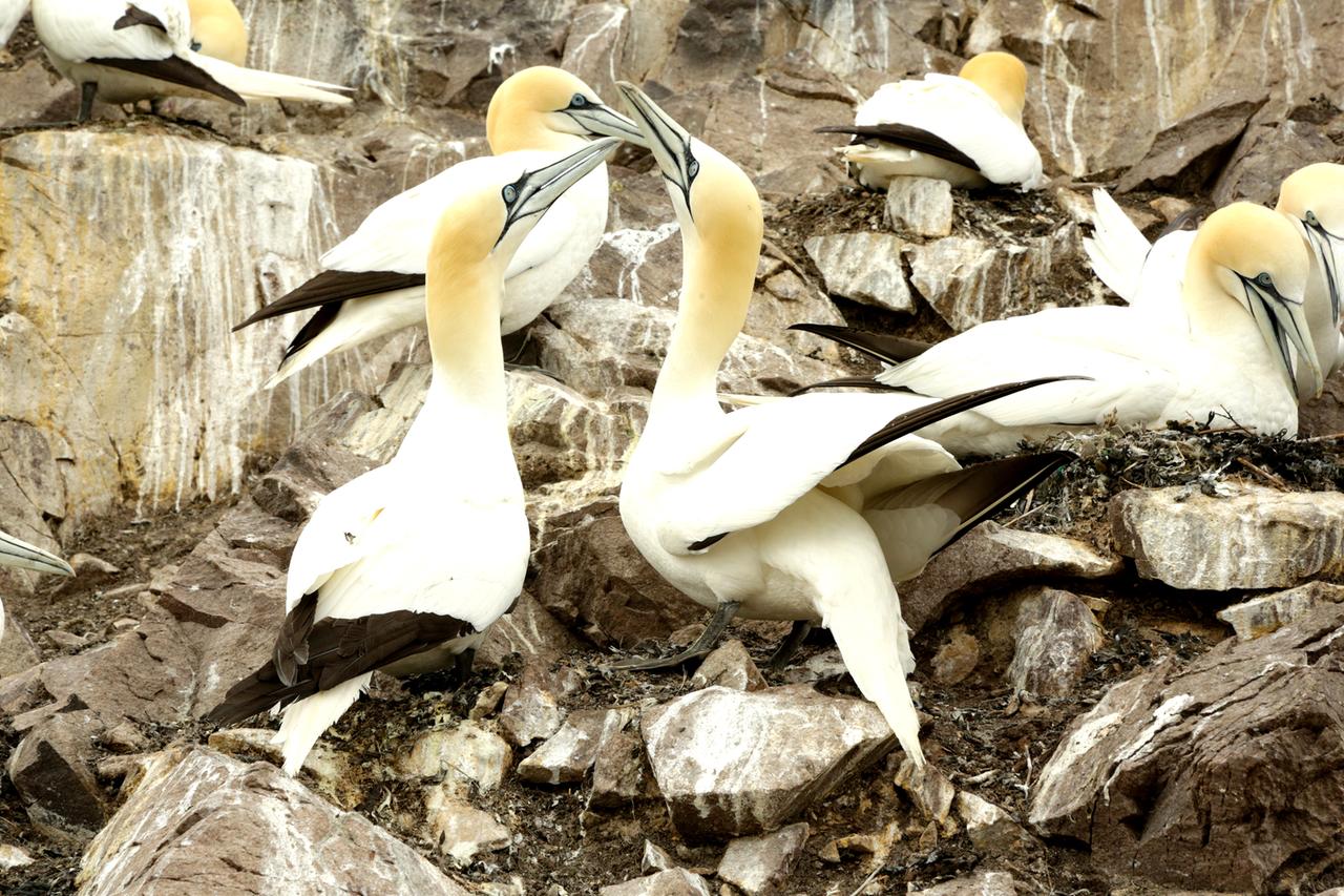 Basstölpel, Bass Rock - Schottland. 