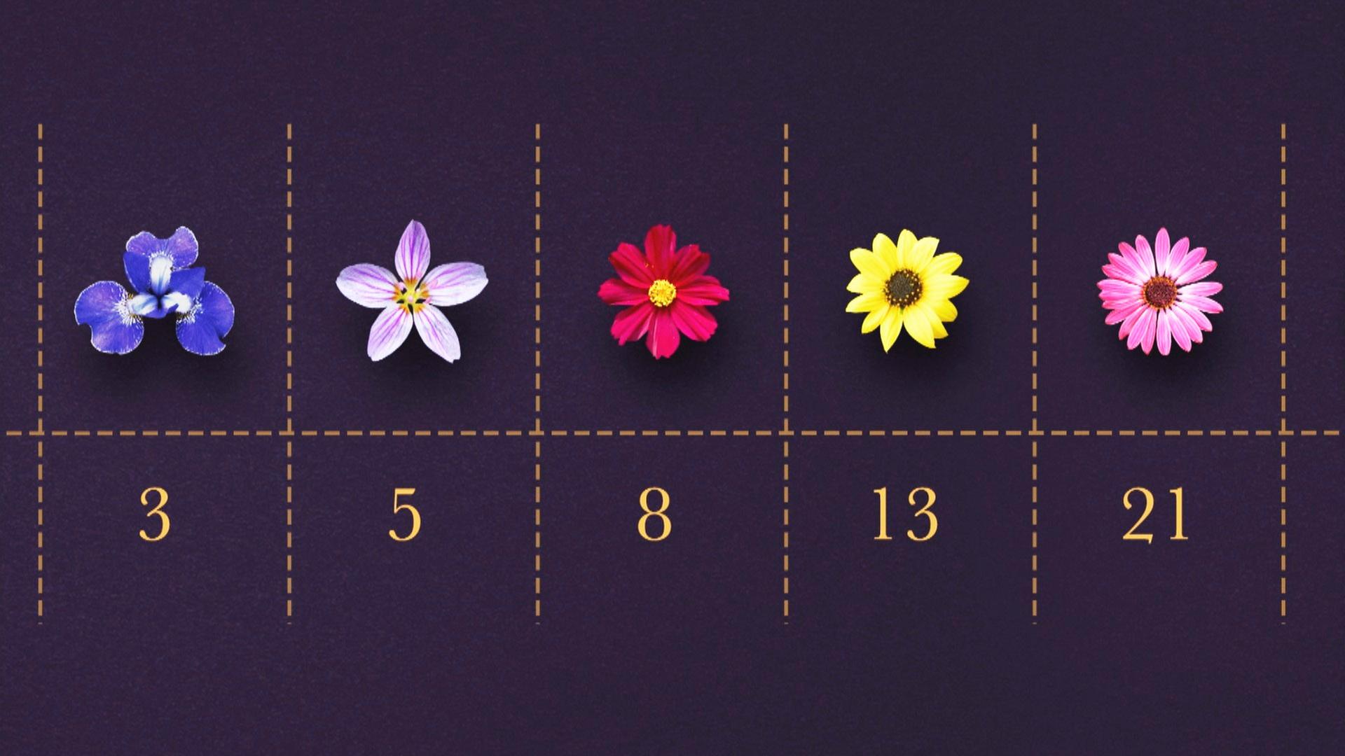 Grafische Darstellung von mehrblättrigen Blumenköpfen, geordnet nach den Zahlen 3, 5, 8, 13, 21