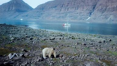 In einer Landschaft sieht man einen Eisbären, im Hintergrund fährt ein Schiff.
