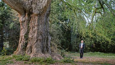 Ein Mann schaut einen riesigen Baum in einem Park an.