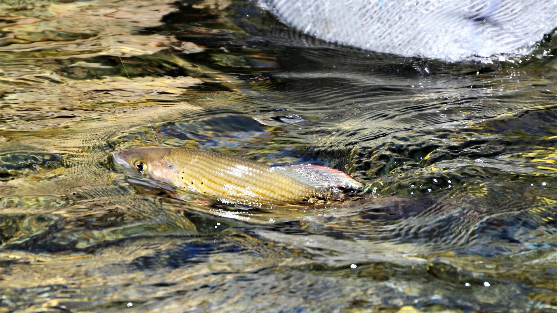 ein golden glänzender Gisch in einem Bergflüsschen