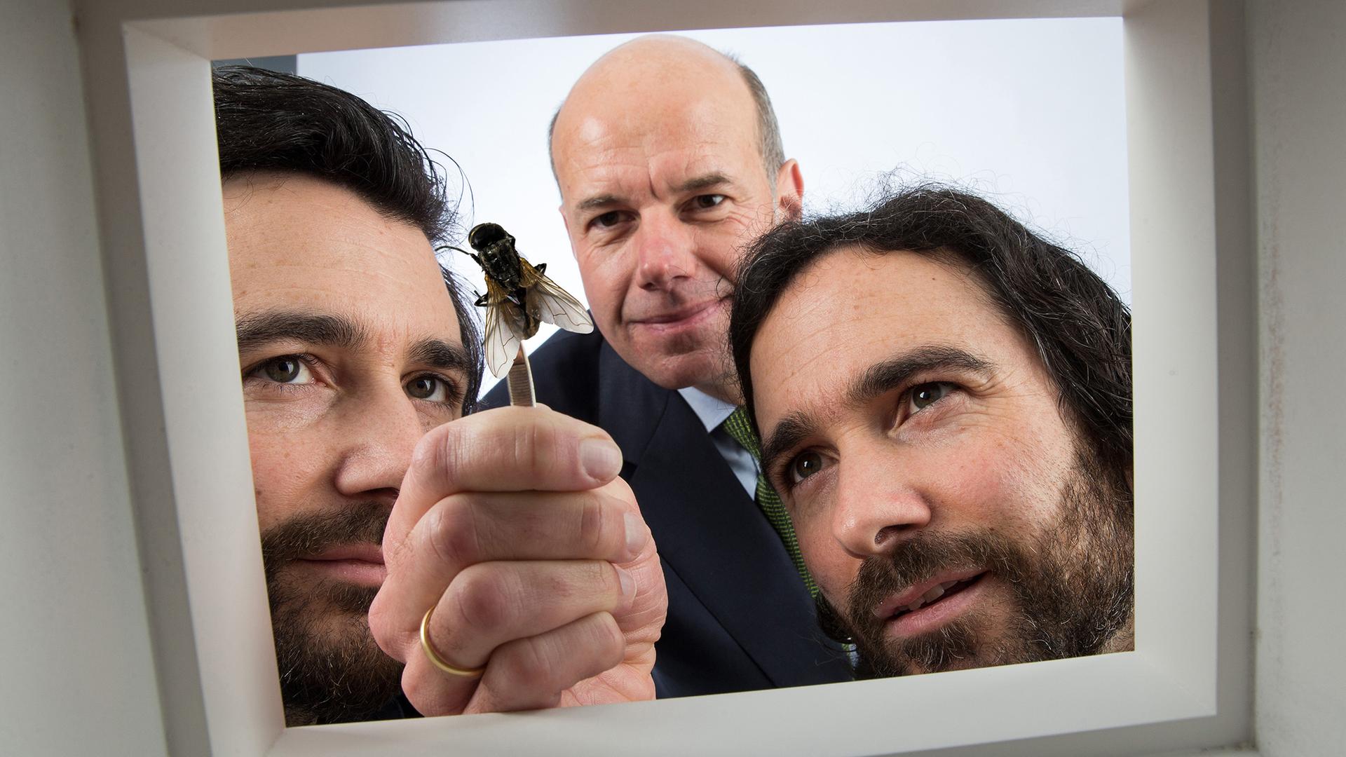 Drei Männer blicken durch einen weißen Rahmen auf eine große Fliege, die einer von ihnen mit einer Pinzette hält.