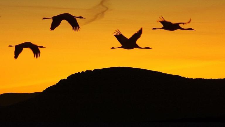 Abendstimmung: Vier Kraniche fliegen über einen Berg.