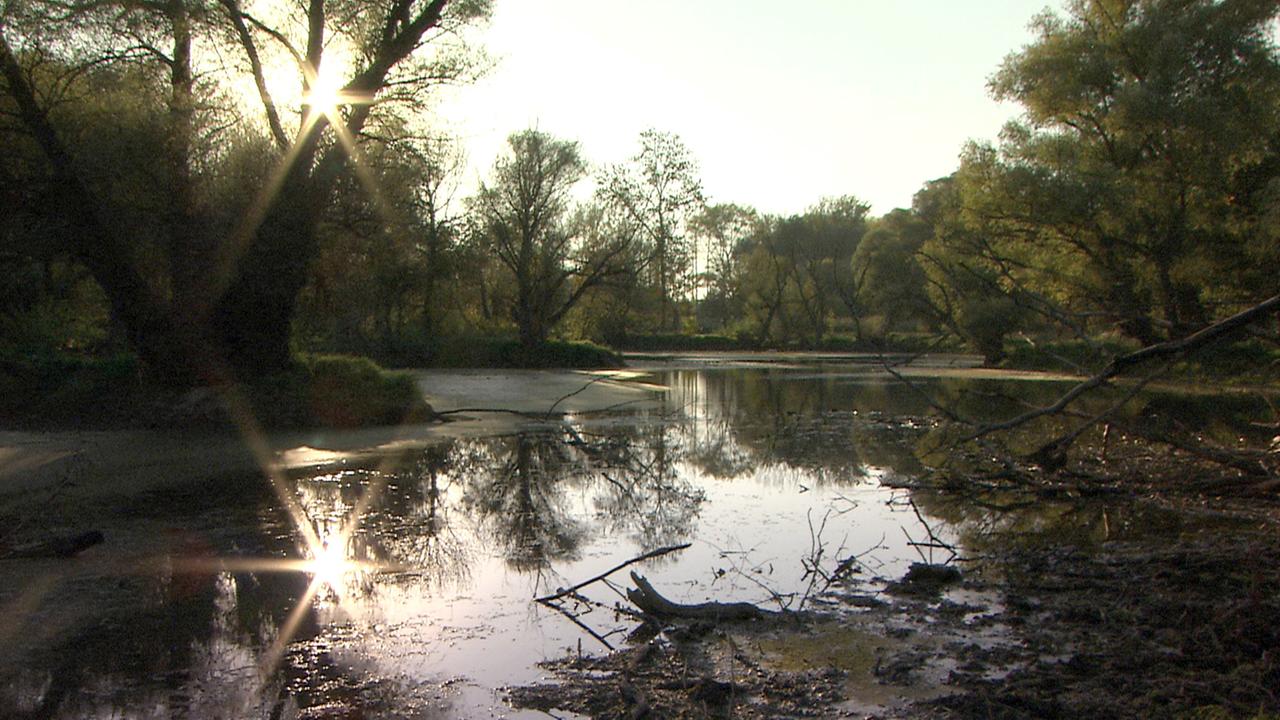 Herbst an der Alten March