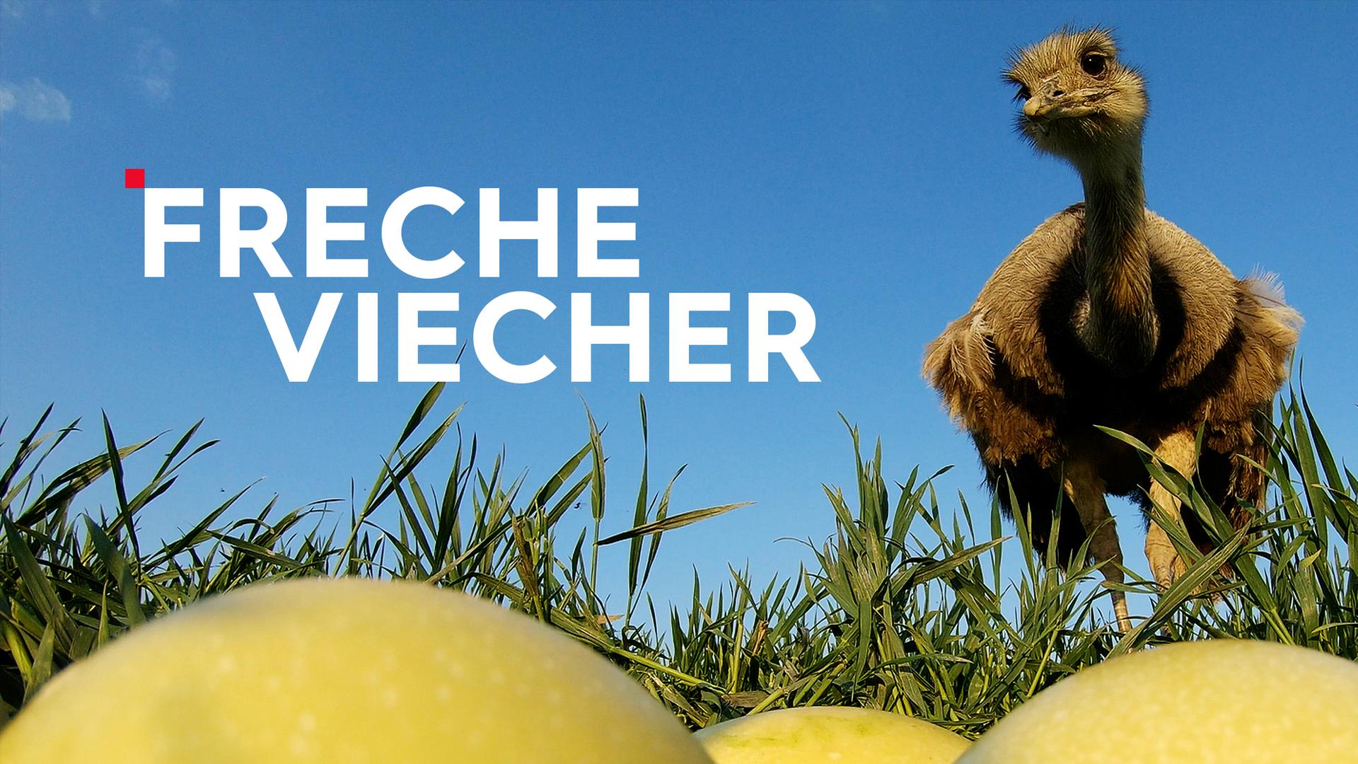 Freche Viecher   Sendetypical 2400x1350 16zu9